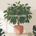 ficus maclellandii en pot dans un intérieur lumineux