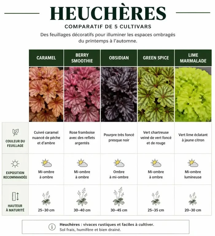 Tableau comparatif des plus belles variétés d'heuchères pour le jardin