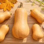 Quand cueillir les butternut : pédoncule sec, courge mûre.