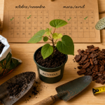 Quand planter kiwi : calendrier idéal selon le climat