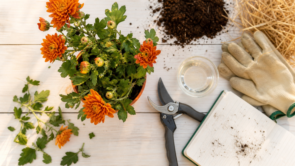 Taille chrysanthème pour une floraison dense et durable