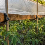 Abri tomates fait maison : feuilles de tomates au sec sous une bâche en pente