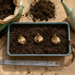 Quand planter des lys en pleine terre : bulbes dans sol drainé