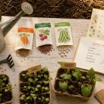 Que planter en mai au potager : semis, plantation selon la chaleur du sol