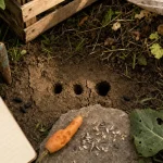 Rongeurs du jardin : trous, crottes et dégâts sur potager