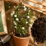 Jasmin exterieur : hiver, officinal ou étoilé en pot